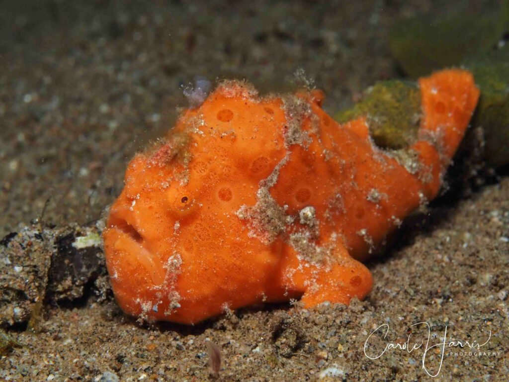 Orange painted frogfish sitting on the sand