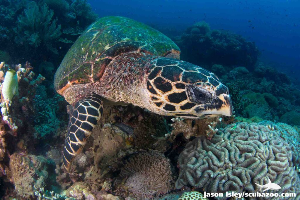 Photo of a hawksbill sea turtle