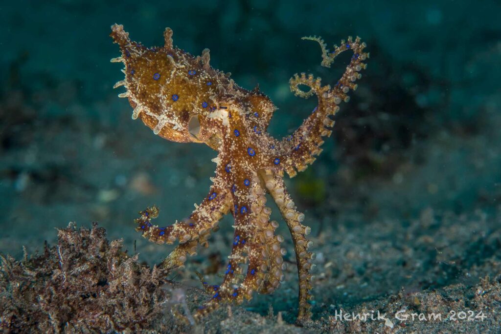 Blue ringed Octopus A blue-ringed octopus in the waters of Dauin, Philippines