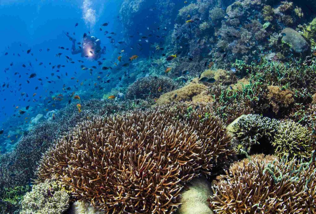 A diver above a coral reef at Apo Island, Dauin, Philippines