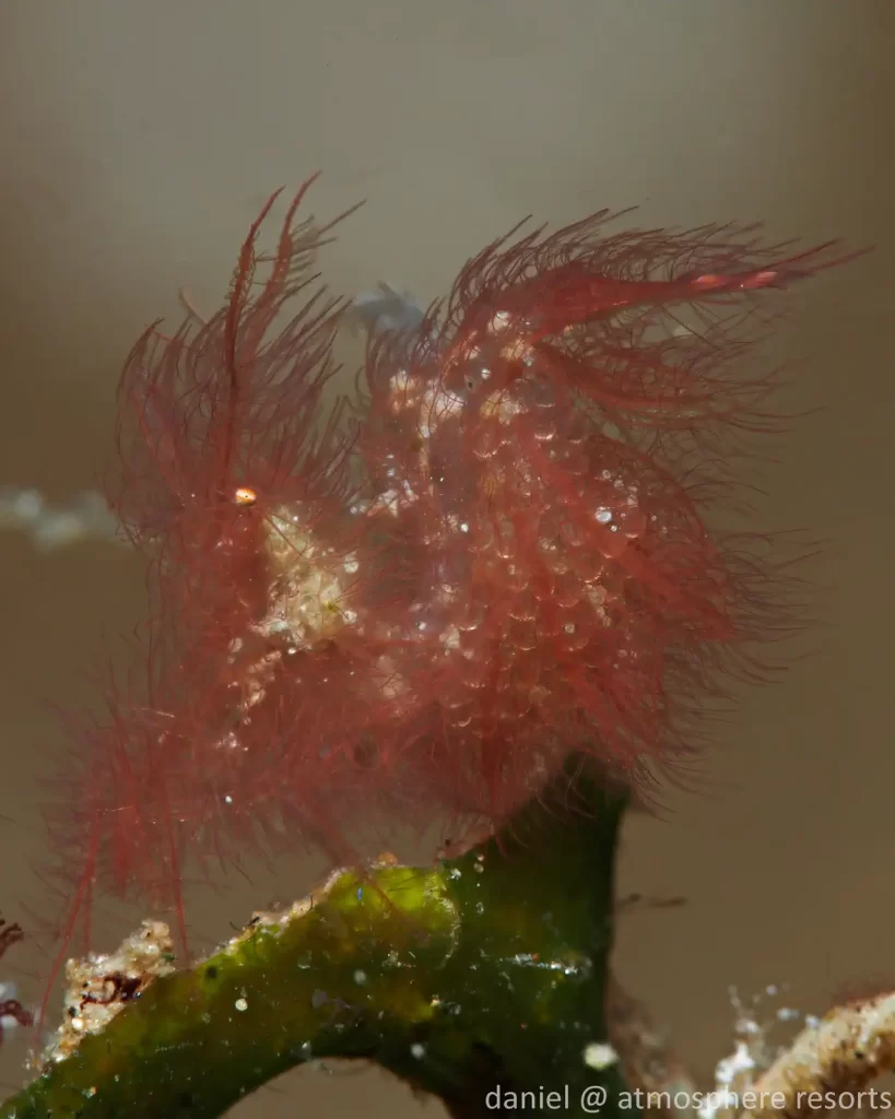 Hairy Shrimp Hairy Shrimp macro protecting its eggs