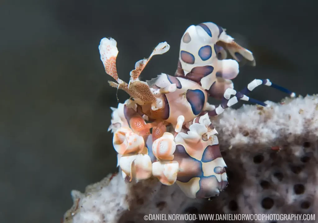 Harlequin Shrimp Harlequin Shrimp found in the coral reefs of Dauin Philippines