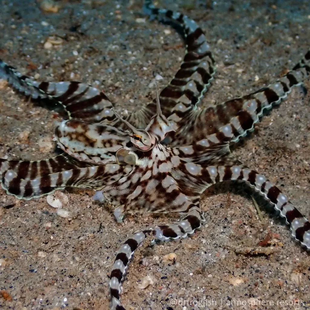Mimic Octopus Mimic octopus in the muck from the waters of Dauin