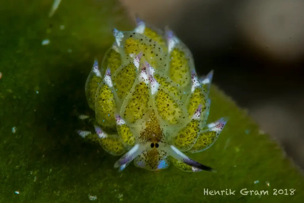 Shaun The Sheep Macro photo of the Shaun the sheep sea slug in Dauin