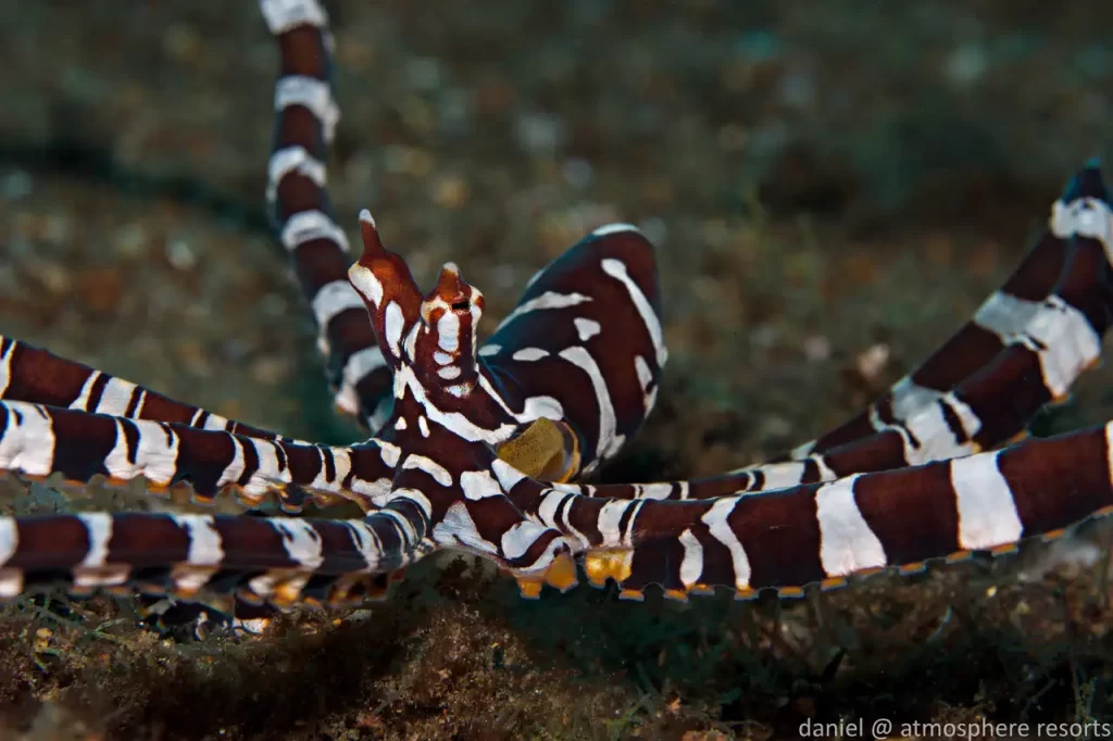 Wonderpus Octopus Wonderpus Octopus in Dauin