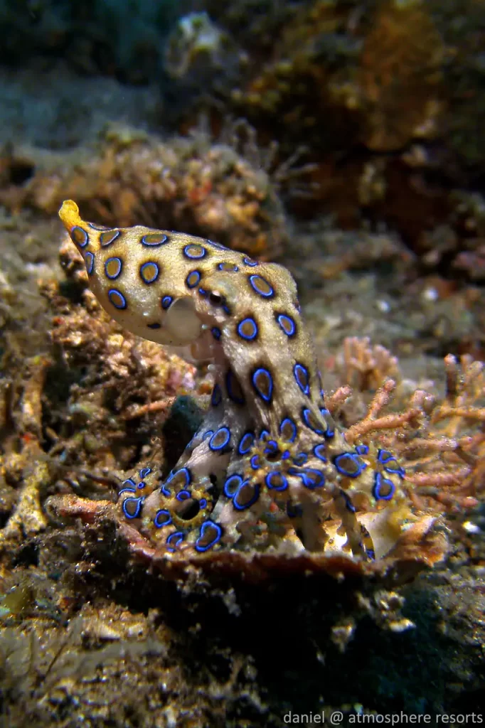 Blue Ringed Octopus Incredible shot of a blue ring octopus by Daniel Geary