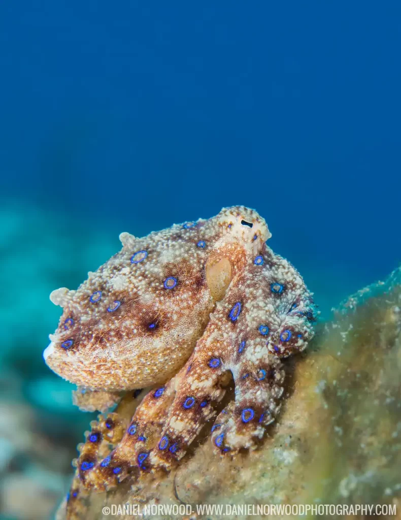 Blue Ringed Octopus Slowly crawling, the blue ring octopus is a master of disguise