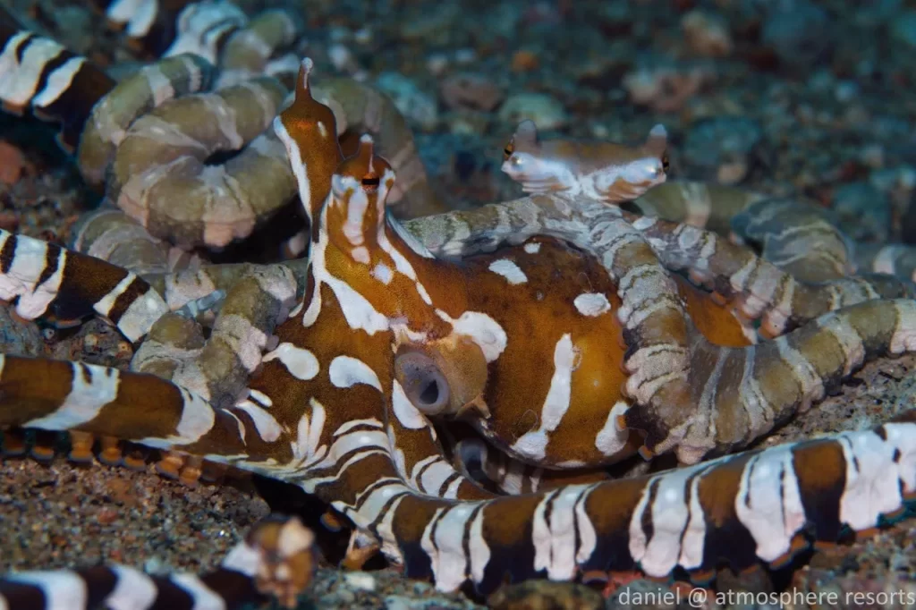 Cephalopods Wunderpus octopus
