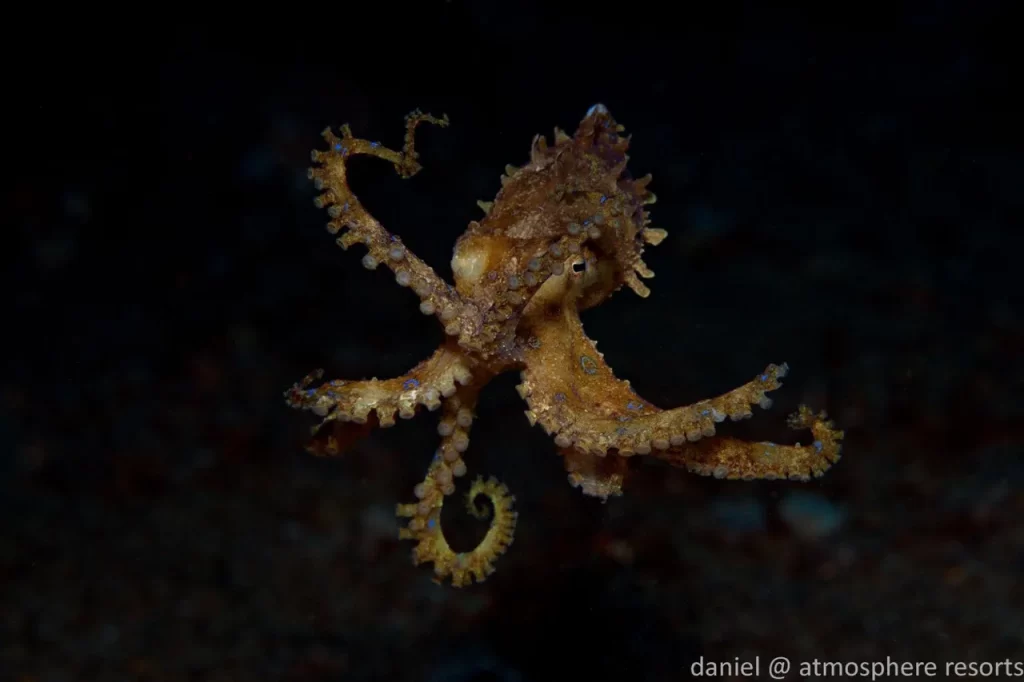 Cephalopods in Dauin Blue ring octopus