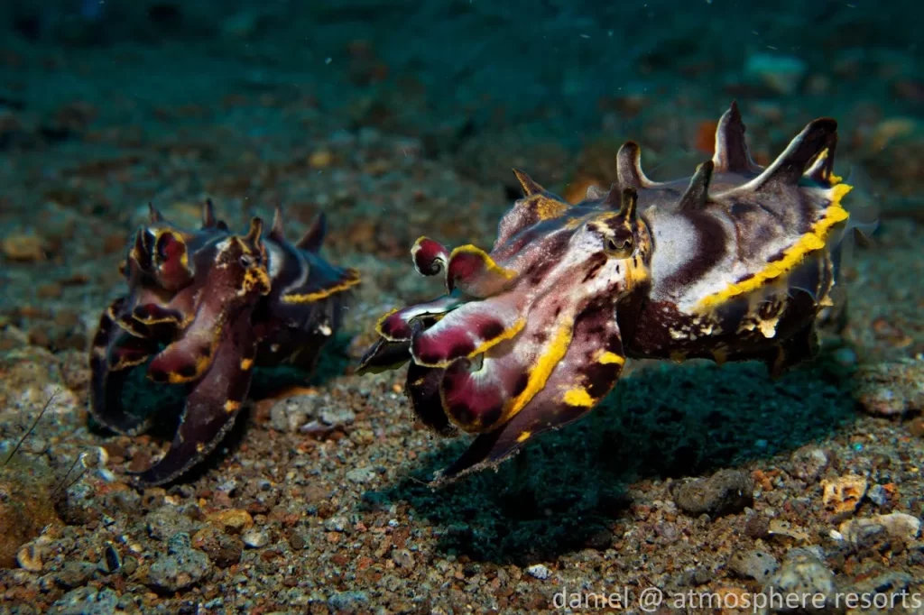 Cephalopods in Dauin Flamboyant Cuttlefish