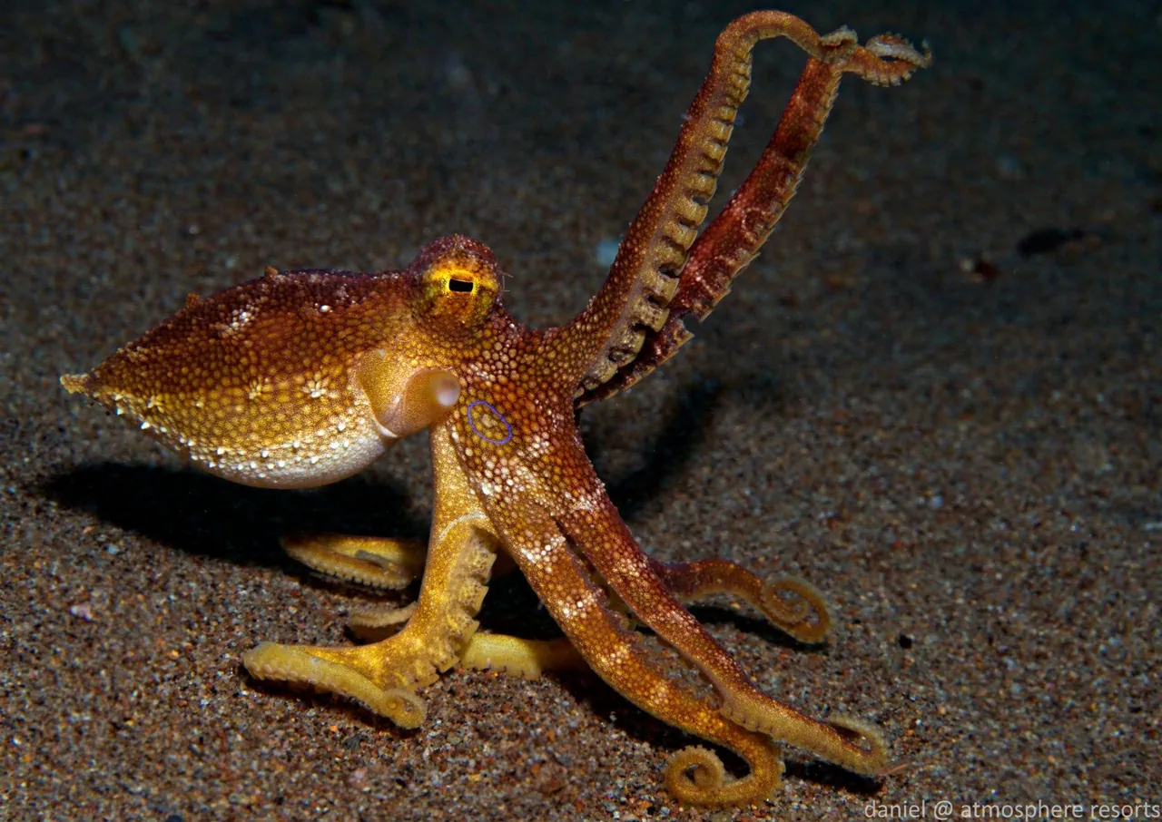 Dauin Mototi Octopus