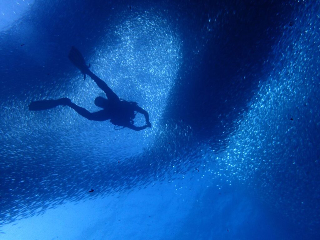 Sardines Run Moalboal Cebu