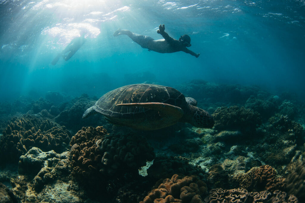 A snorkeler swimming with sea turtle in Apo island