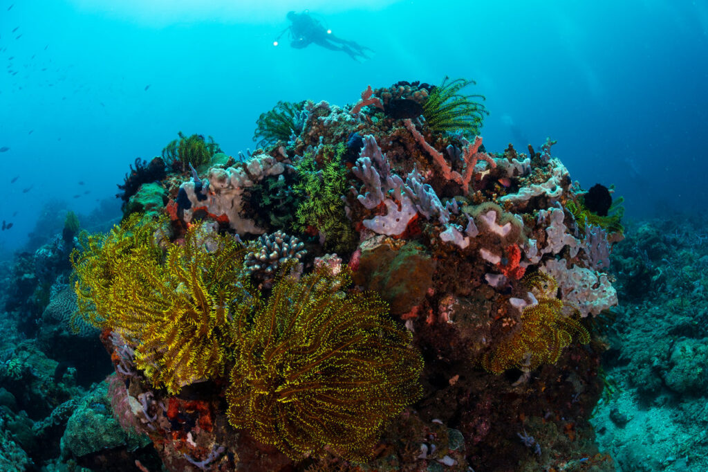 A diver in a healthy coral reef in Dauin Negros Oriental Philippines