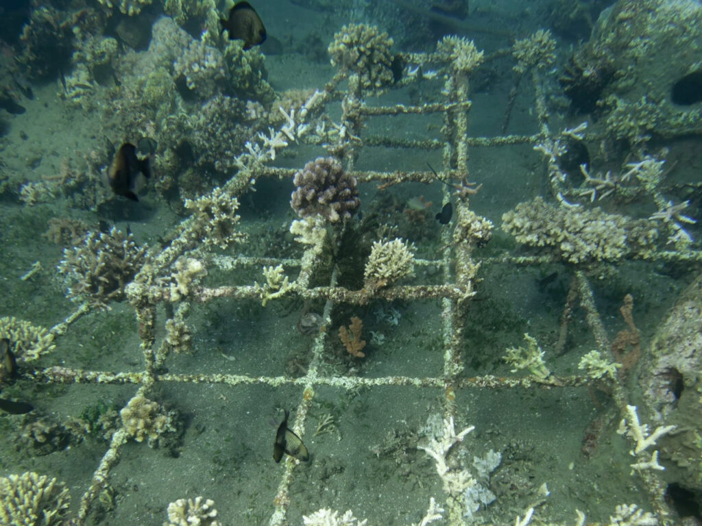 Coral Restoration in Atmosphere Resorts