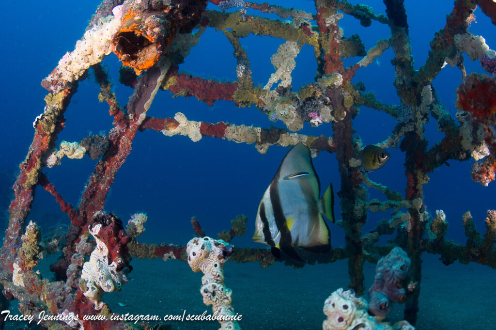 Coral Restoration efforts in Dauin Negros Oriental 