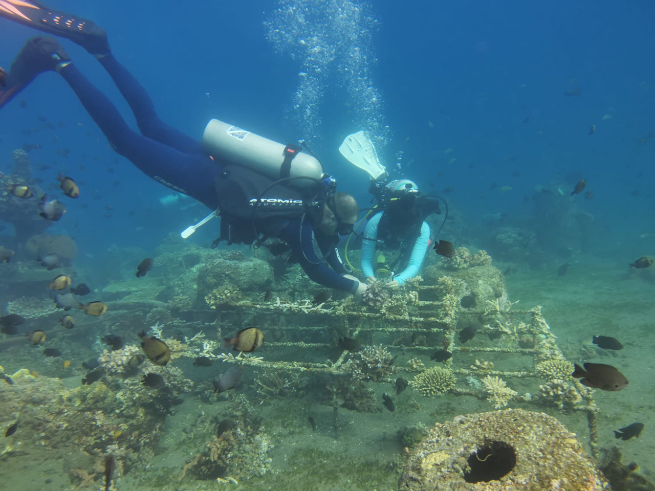 Coral Restoration in Dauin Negros Oriental