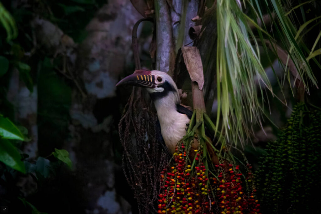 Visayan Hornbill Visayan Hornbill