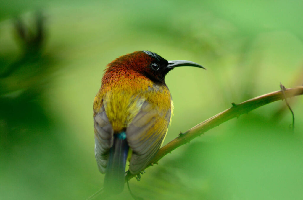 Maroon-naped Sunbird Maroon-naped Sunbird