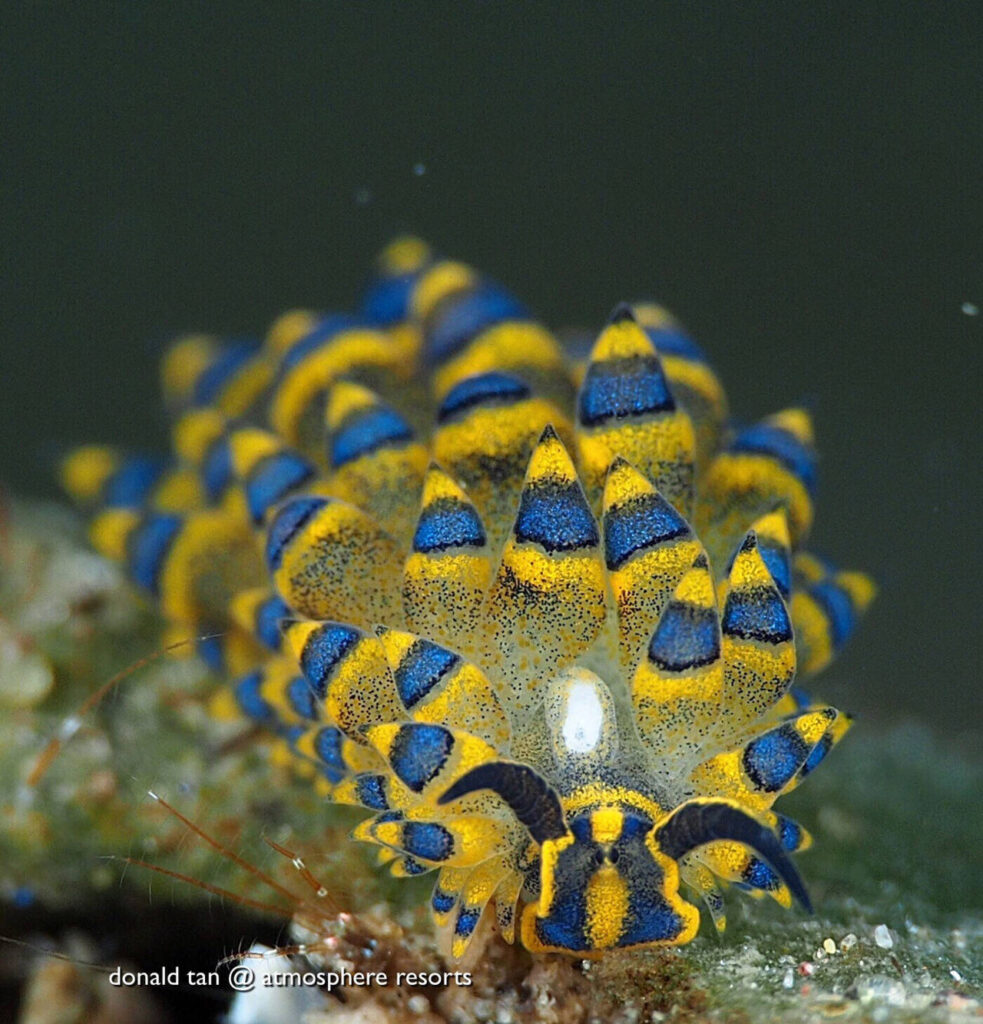 Costasiella or leaf sheep sea slug sap-sucking sea slug