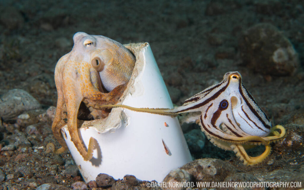 Add luck and a bit of patience Mototi Octopus mating