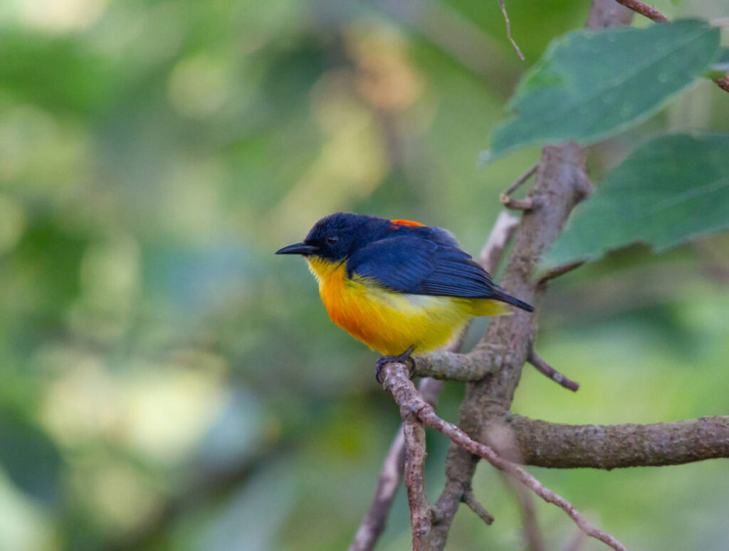Orange-bellied Flowerpecker Orange-bellied Flowerpecker