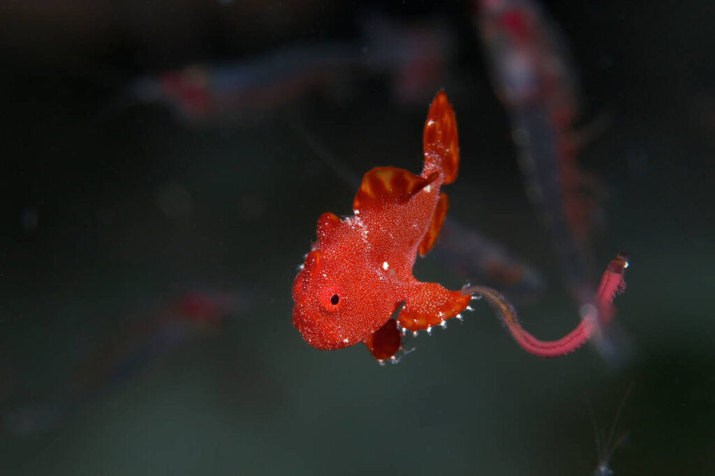A tiny frogfish with a story to tell Antennarius pictus, a tiny frogfish surrounded by shrimps at night.