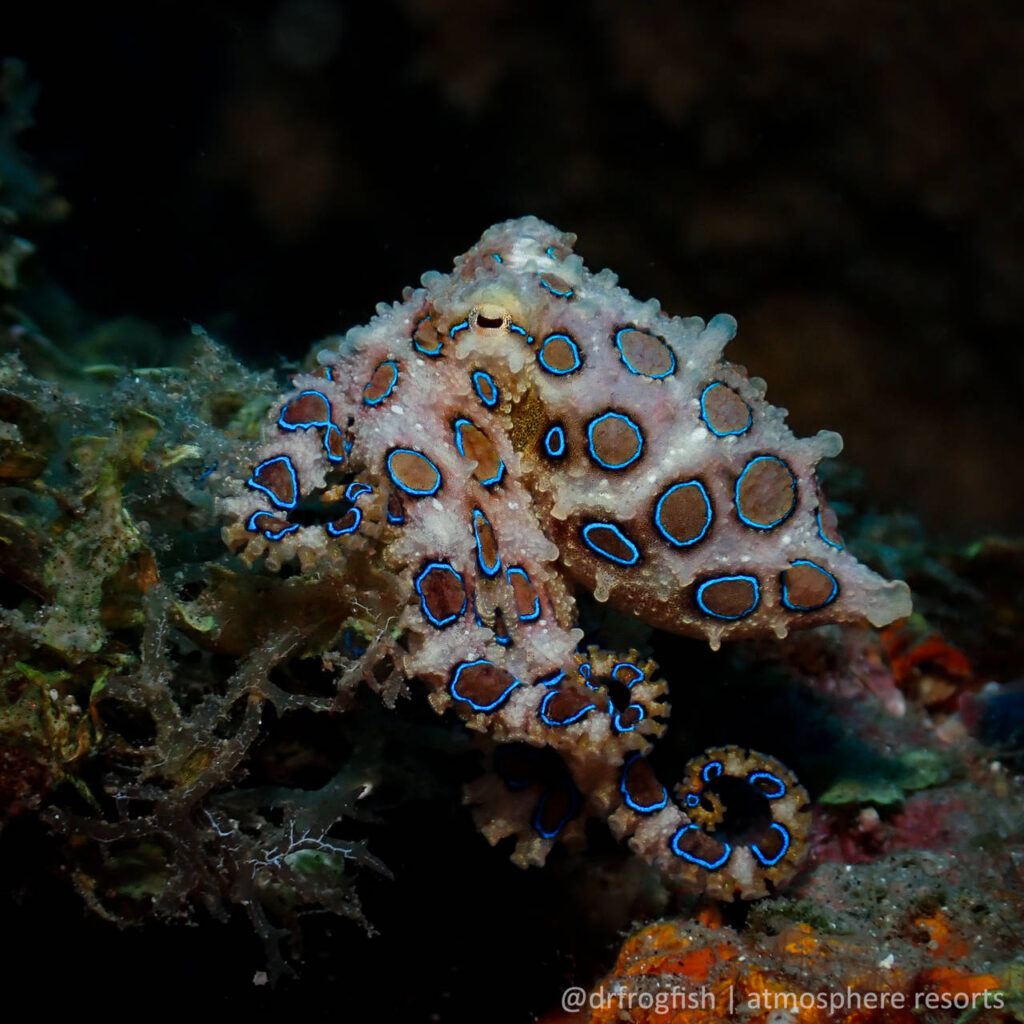 Blue Ring Octopus