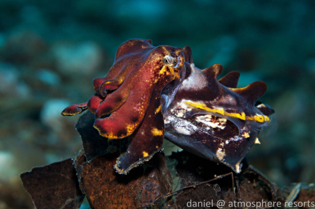 Flamboyant Cuttlefish Ascarosepion pfefferi