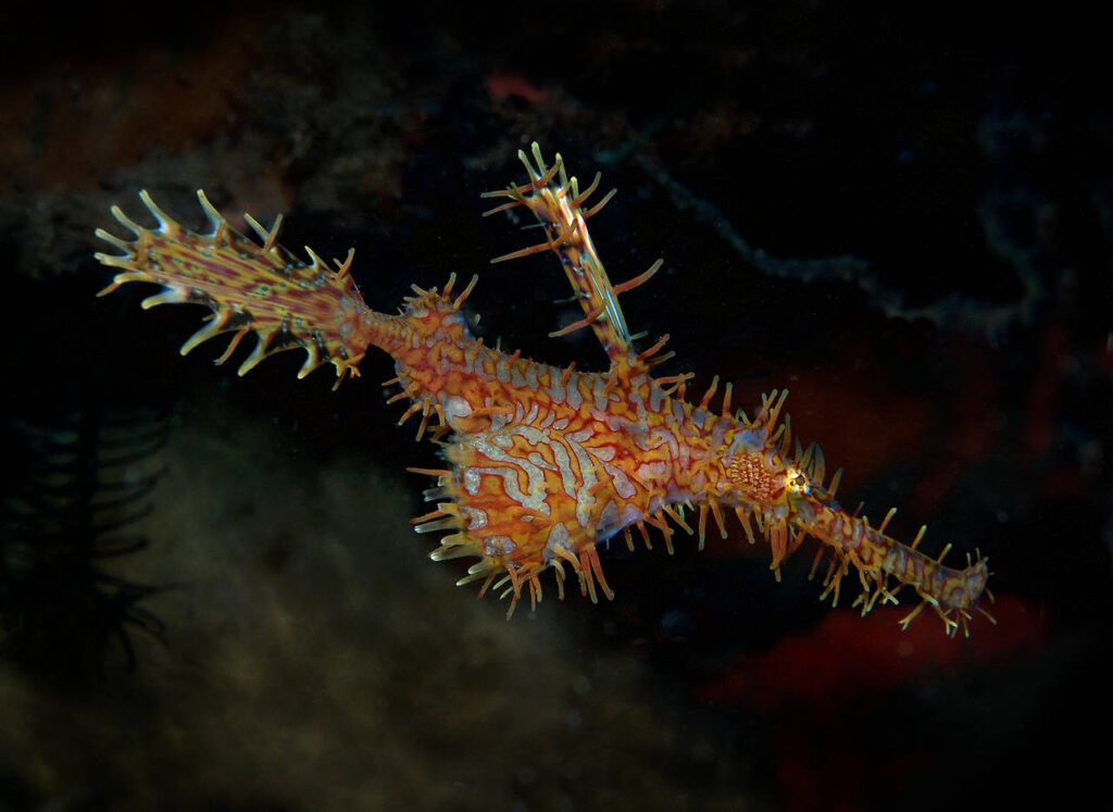 Ornate Ghost Pipefish Ornate Ghost Pipefish