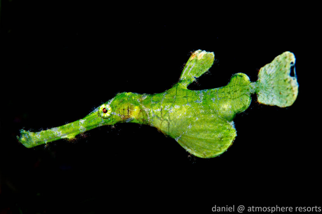Halimeda ghost pipefish Halimeda ghost pipefish