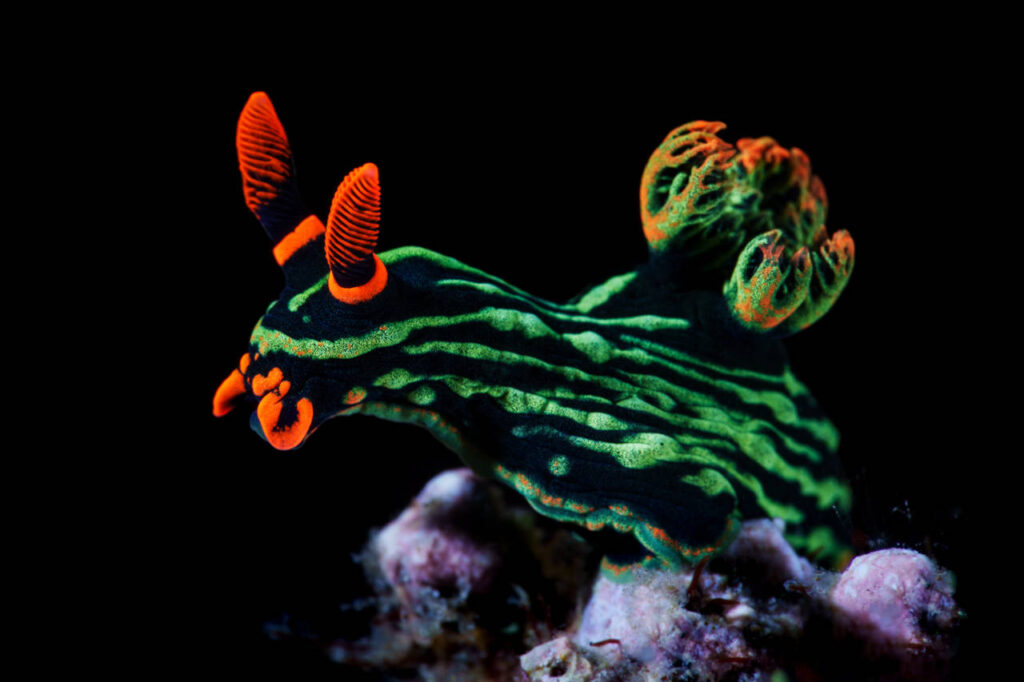 10 Things You Didn’t Know About Nudibranchs