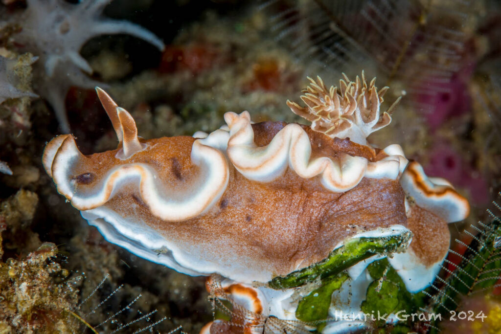 10 Things You Didn’t Know About Nudibranchs