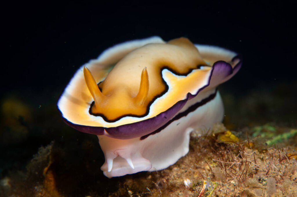 10 Things You Didn’t Know About Nudibranchs