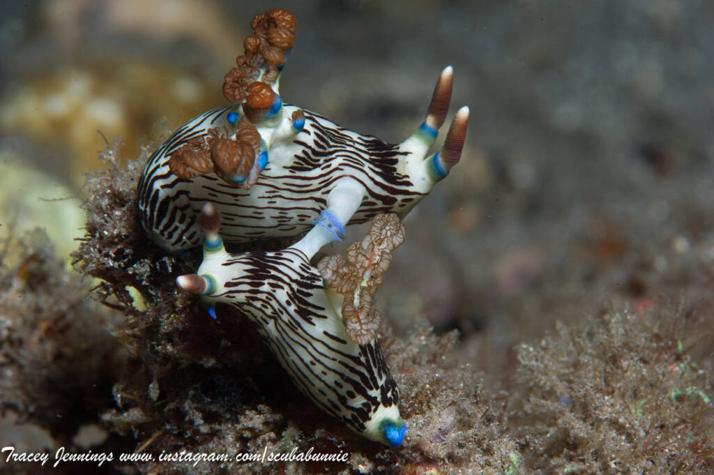 10 Things You Didn’t Know About Nudibranchs