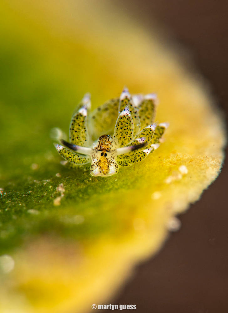 10 Things You Didn’t Know About Nudibranchs