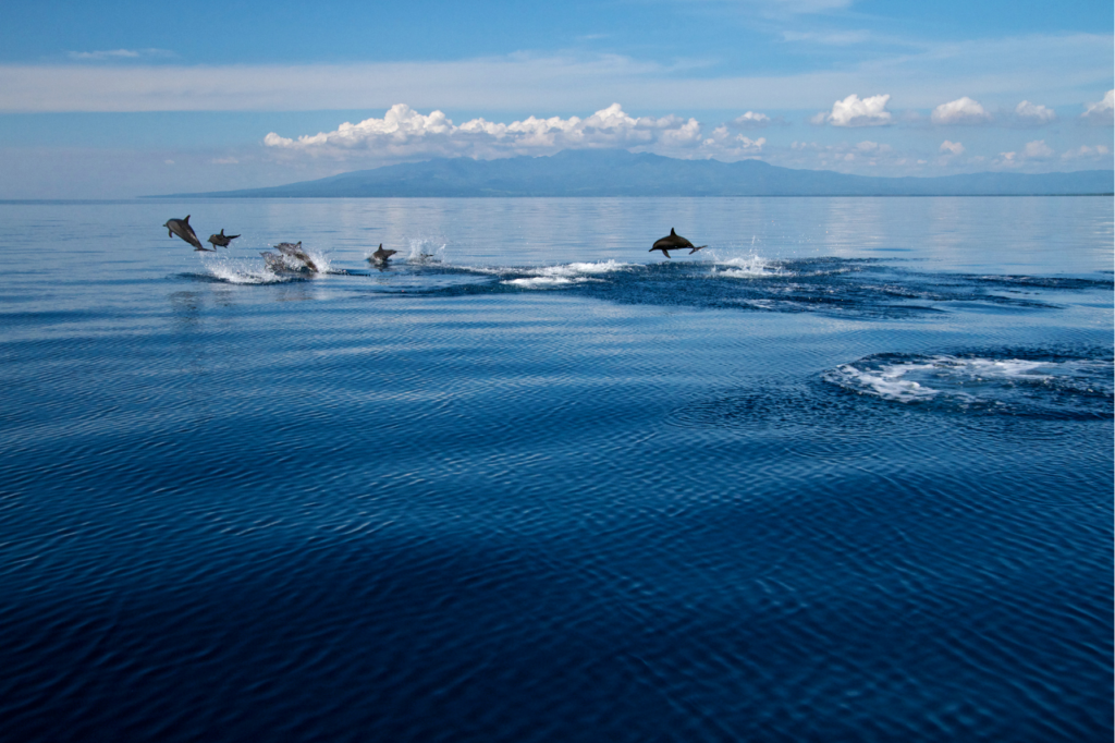 Dolphin Watching in Bais, Negros Oriental Wild dolphins swimming in the ocean during a dolphin watching tour in Bais, Philippines