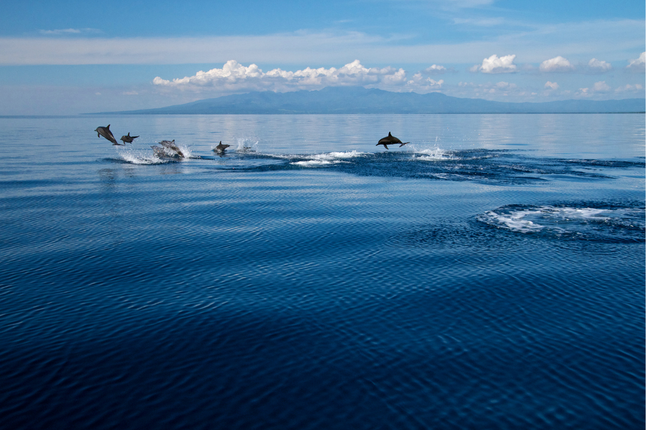 Wild dolphins swimming in the ocean during a dolphin watching tour in Bais, Philippines