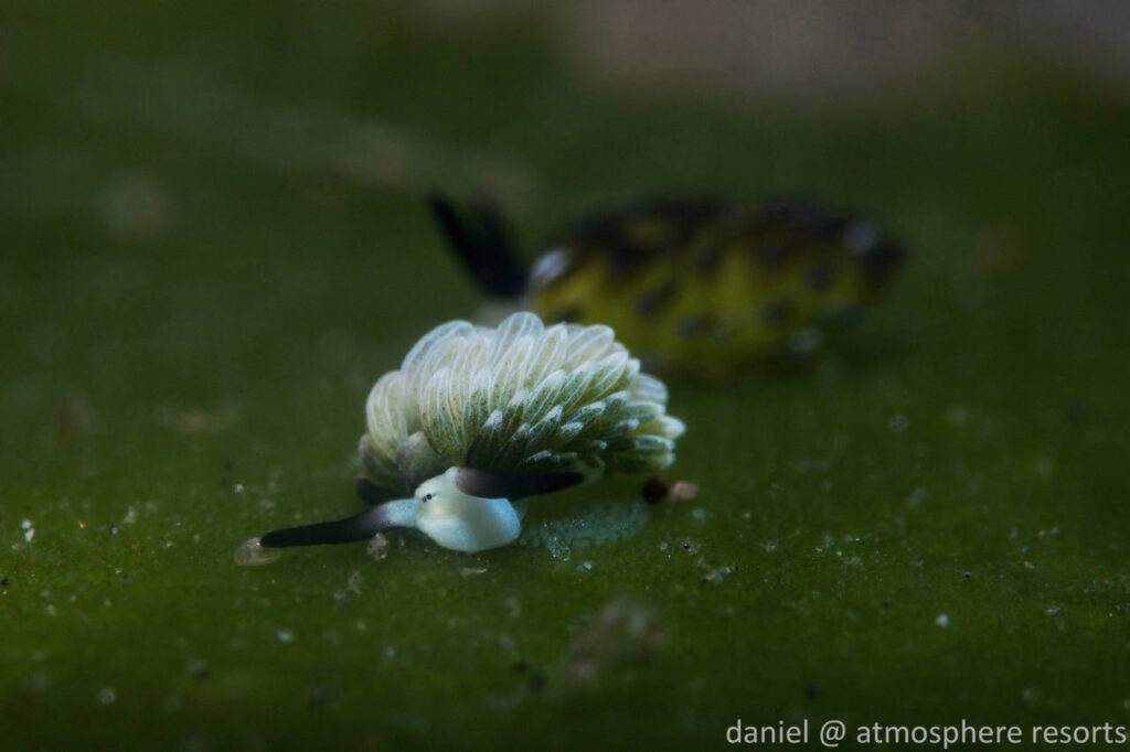 Photo by Daniel Geary Shaun the Sheep nudibranch Costasiella kuroshimae in Dauin Philippines.