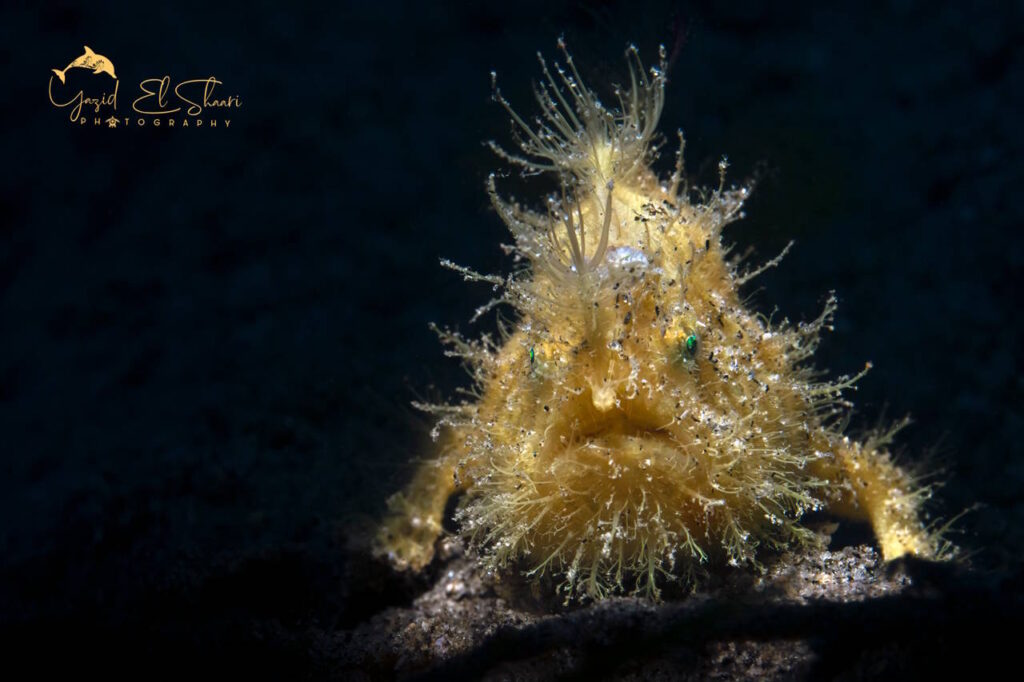 Photo by Yazid El Shaari Rare hairy frogfish (Antennarius striatus)