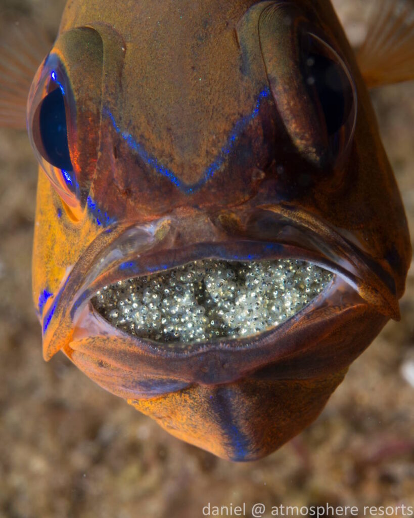 Photo by Daniel Geary Pipefish with eggs on their mouth!