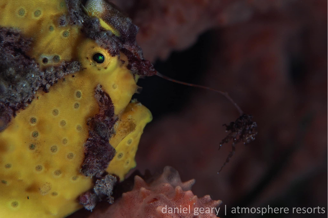 Bright yellow frogfish camouflaged against coral, extending a lure to attract prey underwater