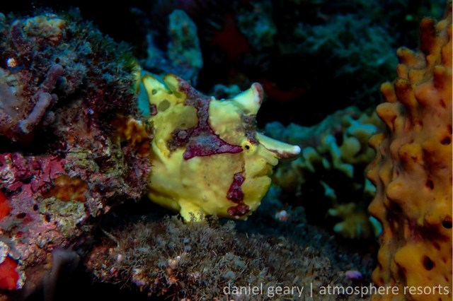 A brightly colored yellow and purple frogfish camouflaged among coral and marine life on a reef in Dauin, Negros Oriental.