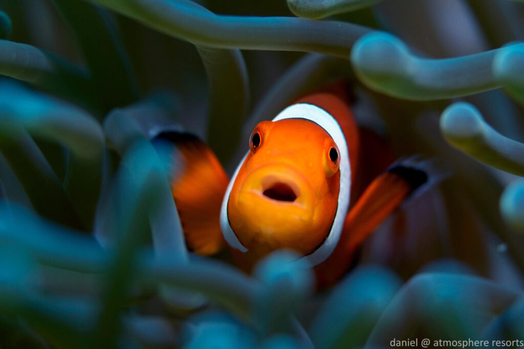 False clownfish nestled among a sea anemone at Atmosphere House Reef in Dauin, Philippines. Photo by Daniel Geary.