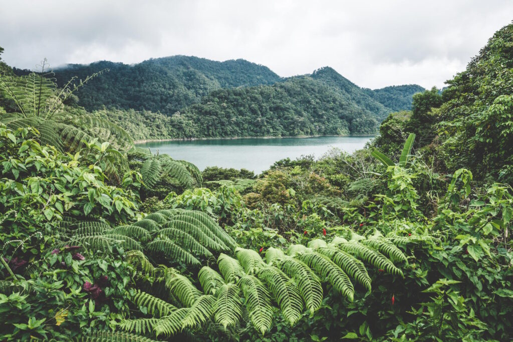 Lush rainforest surrounding Lake Balinsasayao in Twin Lakes Natural Park, Negros Oriental, Philippines.