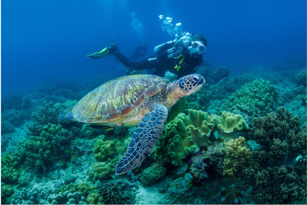 Scuba diver swimming alongside a green sea turtle over a vibrant coral reef at Apo Island near Dauin, Philippines.