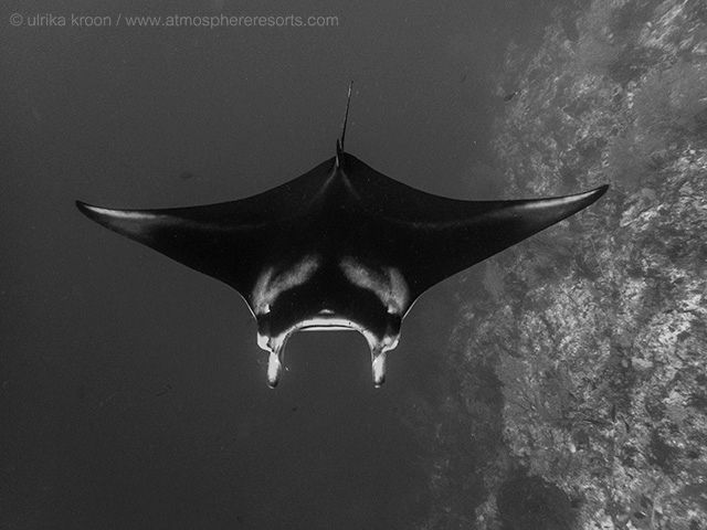 Manta ray in Palawan Tubbataha