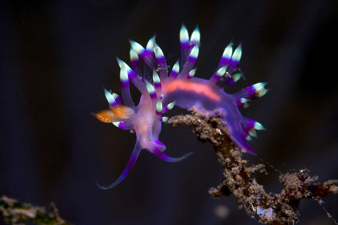 Nudibranchs in Batangas Anilao