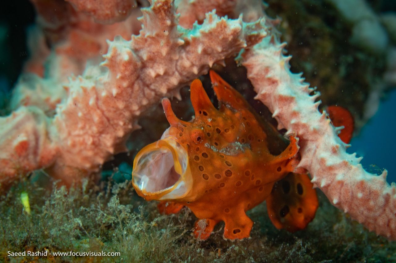 Close-up of a rare macro marine critter spotted during a muck dive on the Dauin coastline