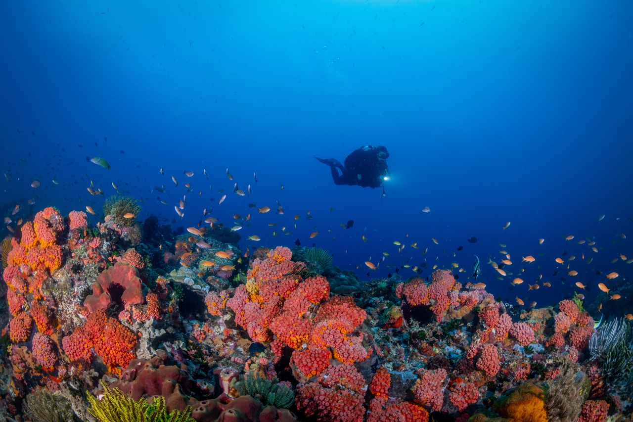 Diver in Apo Island Negros Oriental